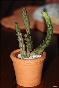 334db8b7-IMG_6091 Stapelia variegata.jpg